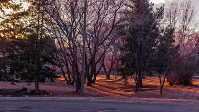 Shaded Trees by Steve Tugwell